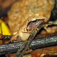 Pseudophilautus zorro Manamendra-Arachchi & Pethiyagoda, 2005